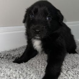 Australian Shepherds from Music City Aussies