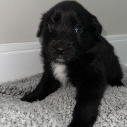 Australian Shepherds from Music City Aussies