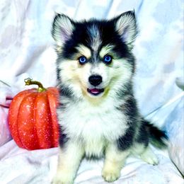 Sven - Tri-color male Pomsky puppy in Rhome, Texas from TyeDye Kennels