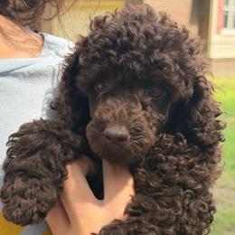 Possible - Brown male Poodle puppy in Florence County, South Carolina from Modern Family Standards