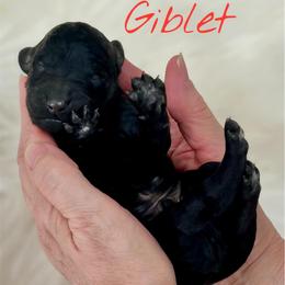 Giblet - Black male Goldendoodle puppy in Mocksville, North Carolina from Little Bear Doodles