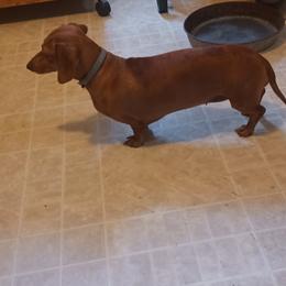 Minnie - Dachshund