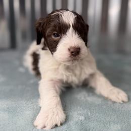 Fern - Brown and white female Bernedoodle puppy in Russellville, Arkansas from Crossgate Doodles