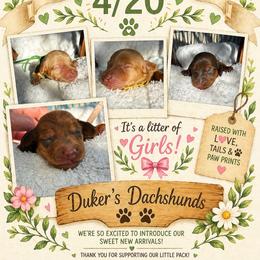 Dachshund puppies from Duker’s Dachshunds