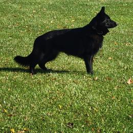 Nikki - German Shepherd
