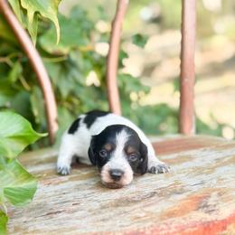 Sadie (longhaired black pi) - Black and tan female Dachshund puppy in Salters, South Carolina from Long-Pine Dachshund