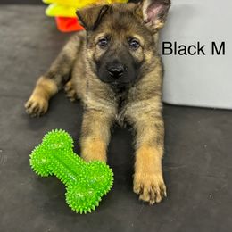 Boy 2 - Sable German Shepherd puppy in Richland, Michigan from Vom Rockwood