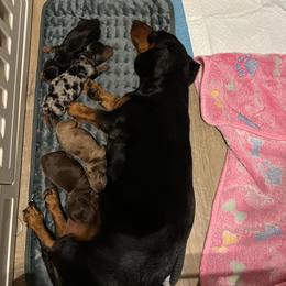 Dachshund puppies from Mir and Dachshunds