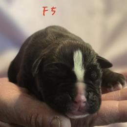 Female 5 - Fawn female Boxer puppy in Leland, North Carolina from Ocean Breeze Boxers