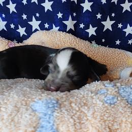 Boy 2 - Black and tan male Dachshund puppy in Lovell, Wyoming from Bernstein Doxies