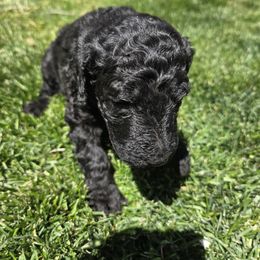 Poodle Puppies from shelby ealey