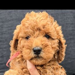 Ruby - Apricot female Goldendoodle puppy in Red Oak, Iowa from Fisher Pups-Stay Golden with a Doodle