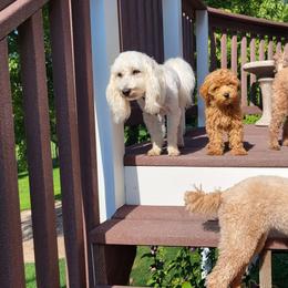 Poodles from Tess Valley Puppies