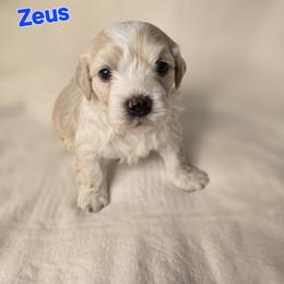Zeus - White male Havanese puppy in Trinity, Alabama from Tooties Cuties Havanese