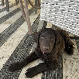 Curly-Coated Retriever Puppies from Betacoil Curly Coated Retrievers