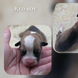 Red - Sable male Pembroke Welsh Corgi puppy in Charleroi, Pennsylvania from Twilight Hollow Corgis