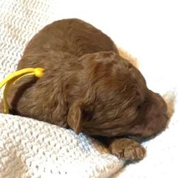 Belle - Caramel female Australian Labradoodle puppy in Spring City, Tennessee from Beck ‘N Ridge Australian Labradoodles