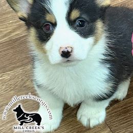 Maple-Black Head Tri Girl with one blue eye - Black and tan female Pembroke Welsh Corgi puppy in Taylorsville, North Carolina from Mill Creek’s Pembroke Welsh Corgis and French Bulldogs