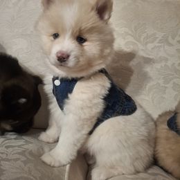 Pomskies and Siberian Huskies from Roaring Springs Pomsky