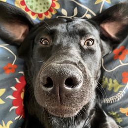 Labrador Retriever All Grown Up from Rocky Mountain Dogs - Utah