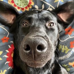 Labrador Retriever All Grown Up from Rocky Mountain Dogs - Utah
