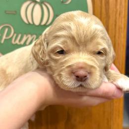 Larry - Cream male Cockapoo puppy in Liberty, Kentucky from Kentucky Cockapoos