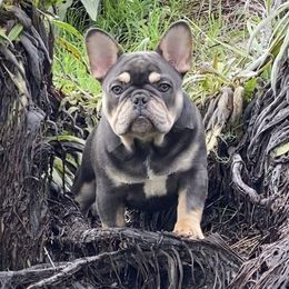 French Bulldog Puppies from Lost Coast French Bulldogs