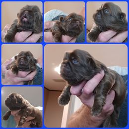 Boy 2 - Liver male Shih Tzu puppy in Houston, Texas from Shih Tzu Houston