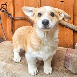Quint Asper - Red male Pembroke Welsh Corgi puppy in Fortine, Montana from North Star Pembroke Welsh Corgi's