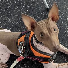 American Hairless Terriers from New Hope Kennel