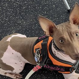 American Hairless Terriers from New Hope Kennel