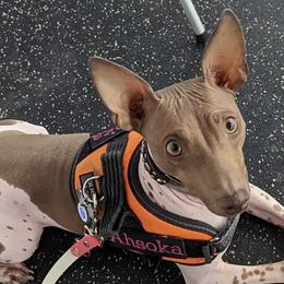 American Hairless Terriers from New Hope Kennel