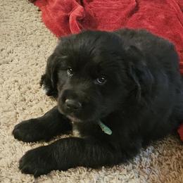 Green boy - Dark golden male Golden Retriever puppy in Fowlerville, Michigan from Gratz Kennels