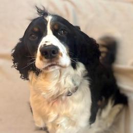 Molly - English Springer Spaniel