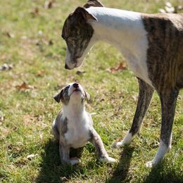 Whippet Puppies from Aperture Whippets