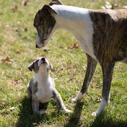 Whippet Puppies from Aperture Whippets