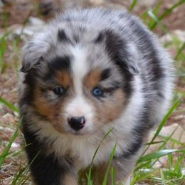 Miniature Australian Shepherds from Rafter JM Aussies