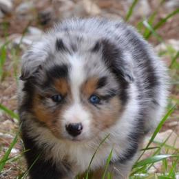 Miniature Australian Shepherds from Rafter JM Aussies