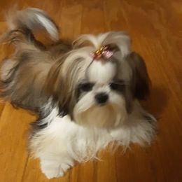 Bella - Shih Tzu