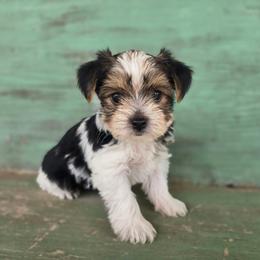 Zuna - Parti female Yorkshire Terrier puppy in Mountain Grove, Missouri from Precious Puppies