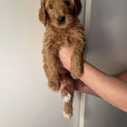 Double Doodle, Goldendoodle, Labradoodle, and Poodle Puppies from Amore Doodles & Poodles