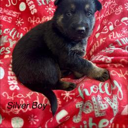 Silver Boy - Black and tan male German Shepherd puppy in Ashland, Ohio from Peachy Puppies