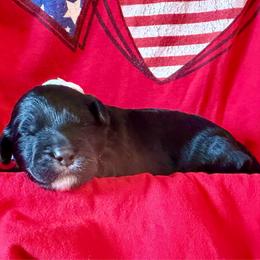 Blaze- white boy - Black and white male Aussiedoodle puppy in Midlothian, Texas from Gray Doodles