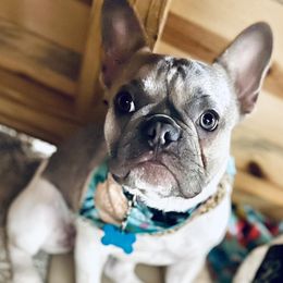 Dachshunds, French Bulldogs, and German Shorthaired Pointers from 3P Kennels