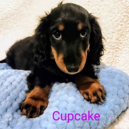 Dachshund Puppies from Weenie Wonders Hounds