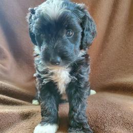 Auggie - Black and white male Sheepadoodle puppy in Bellevue, Iowa from Fluffy Wonders Poms and Doodles