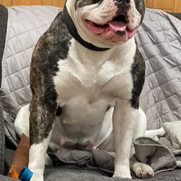 Daisy - American Bulldog