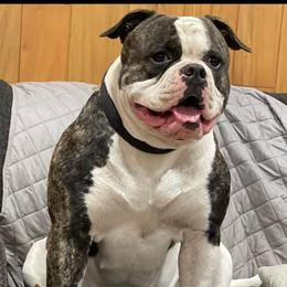 Daisy - American Bulldog