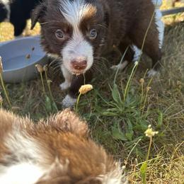 Border Collie Puppies from Athena’s Collies