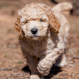Boy 1 - Bernedoodle puppy in Choctaw, Oklahoma from Sugarcreek Haven Bernedoodles